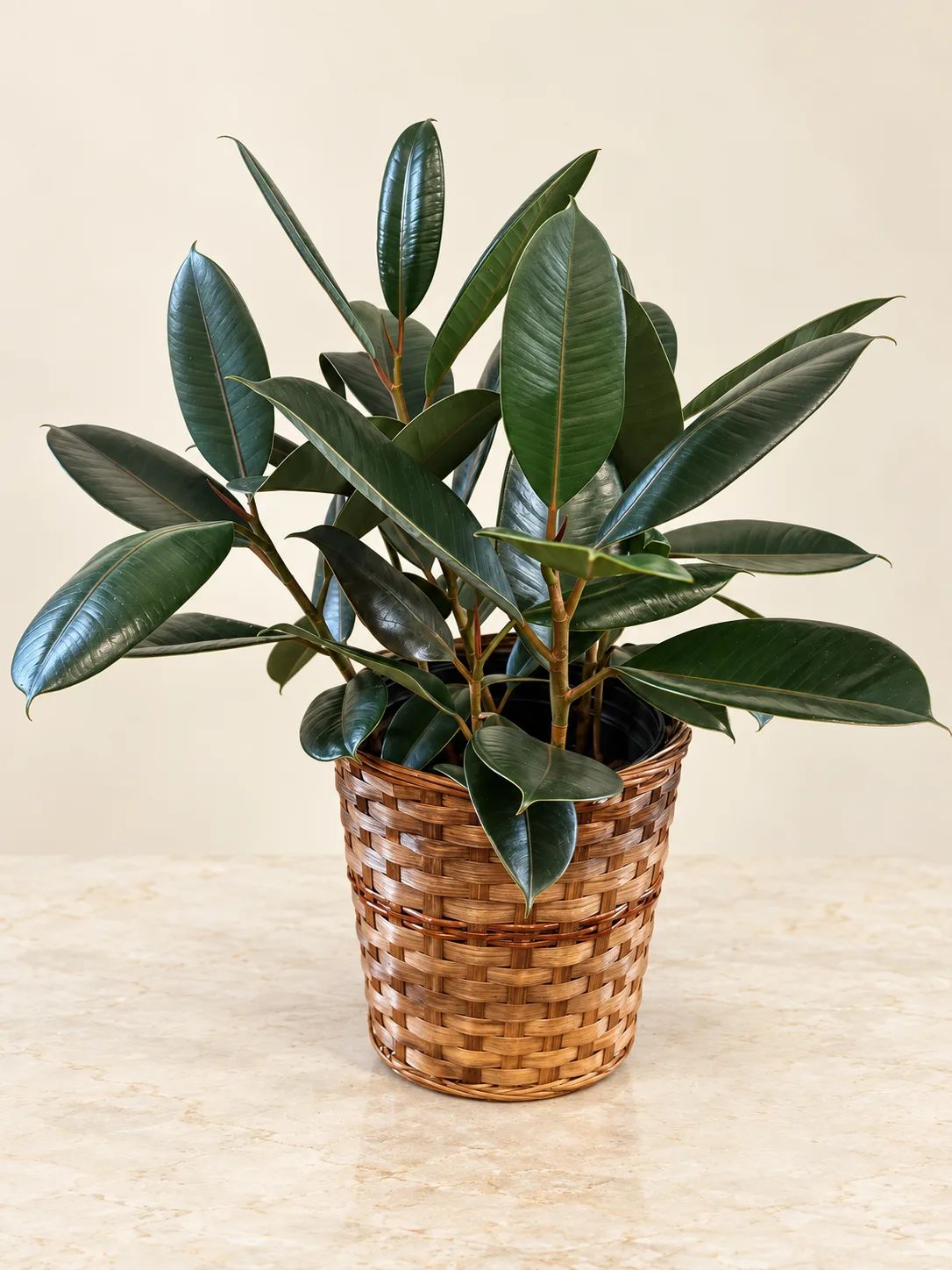 Rubber Fig Plant
