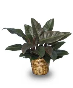 Red Princess Philodendron Red Princess Philodendron