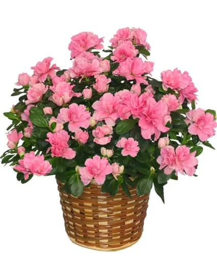 Blooming Azalea Plant Hybrid Blooming Azalea Plant Hybrid