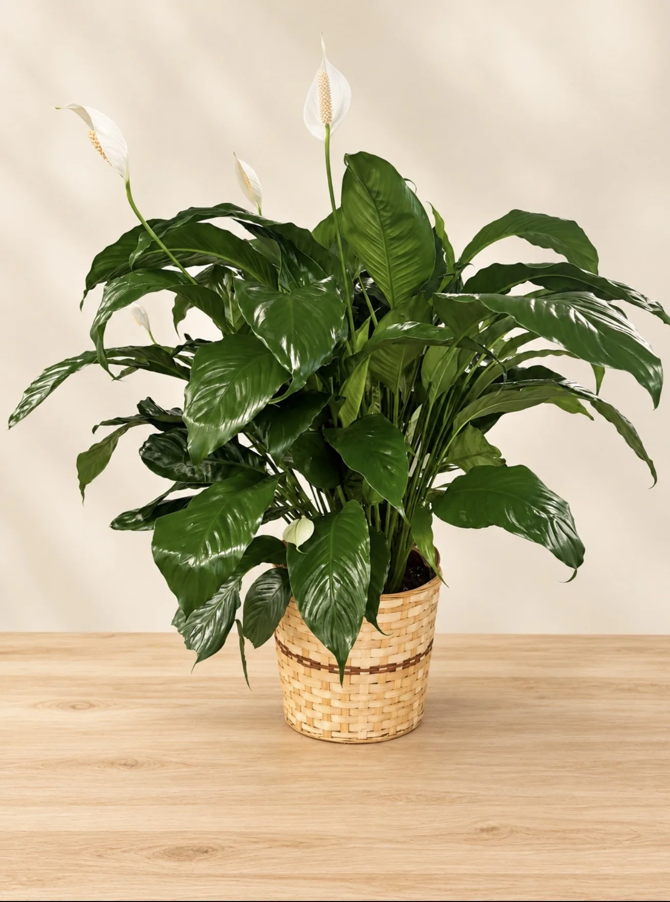 Peace Lily Plant Peace Lily Plant