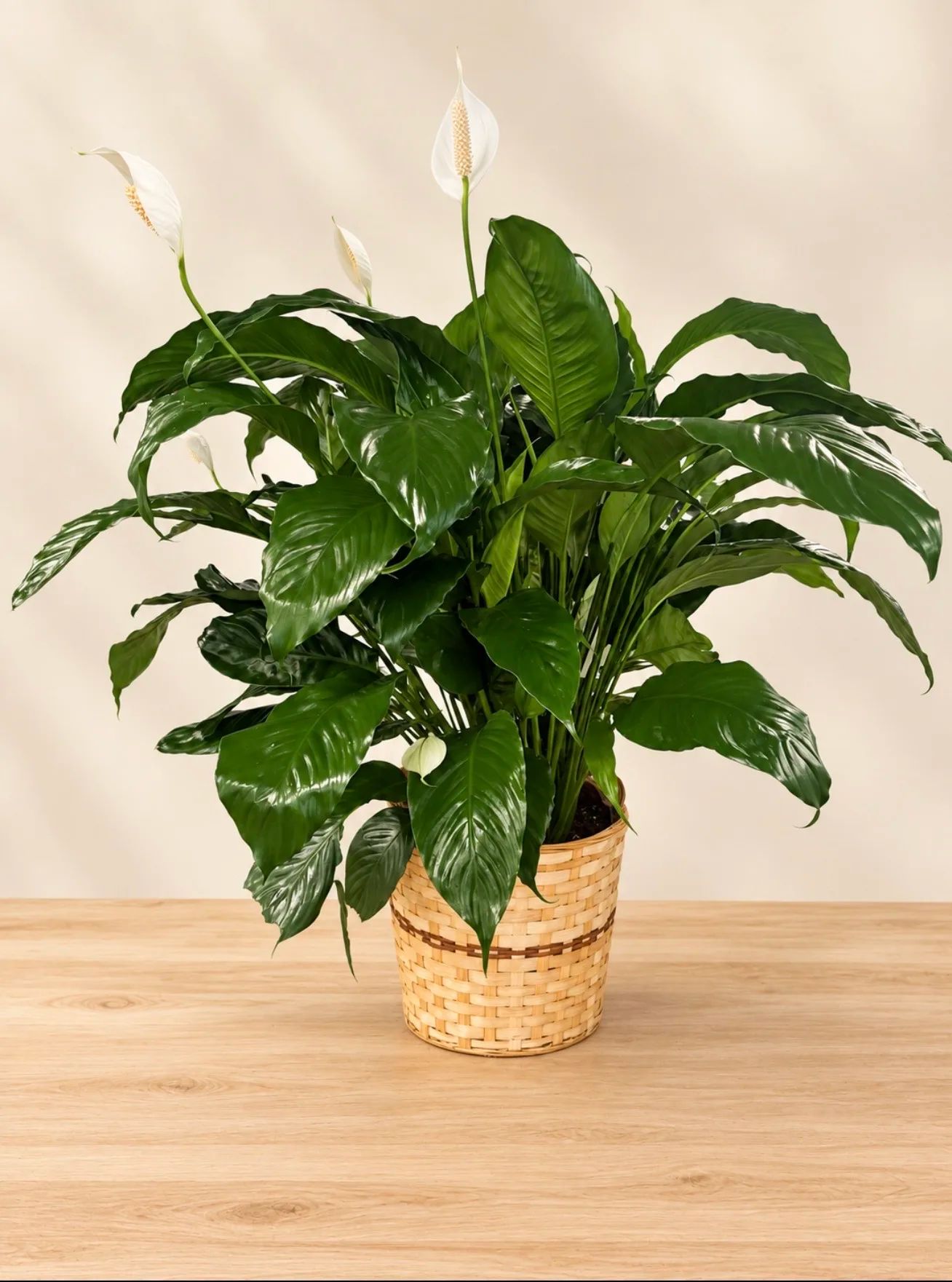 Peace Lily Plant