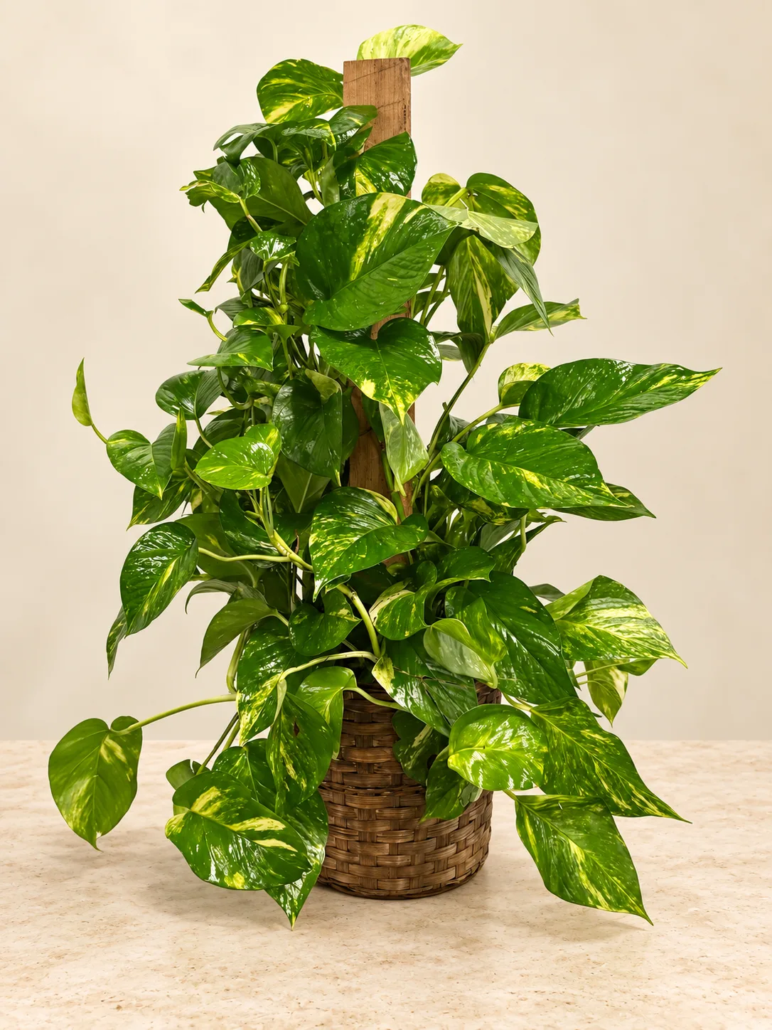 Large Pothos Plant Large Pothos Plant