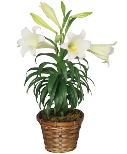 Traditional Easter Lily Flowering Easter Plant Traditional Easter Lily Flowering Easter Plant