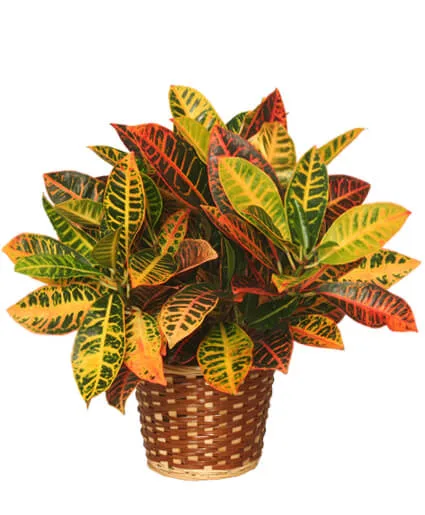 Croton Plant Basket Croton Plant Basket