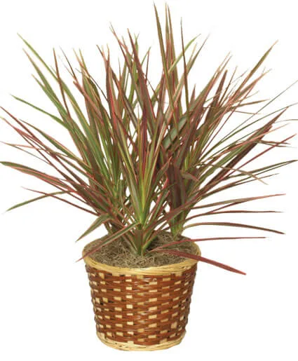 RED MARGINED DRACAENA Dracaena marginata RED MARGINED DRACAENA Dracaena marginata
