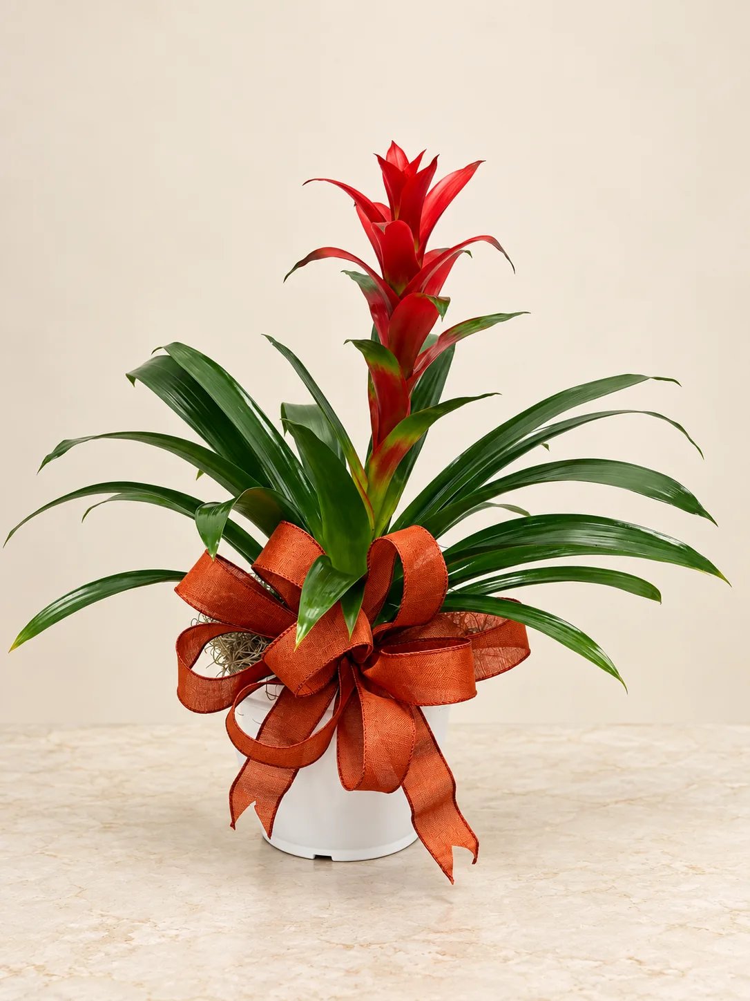 Tropical Bromeliad Plant Tropical Bromeliad Plant