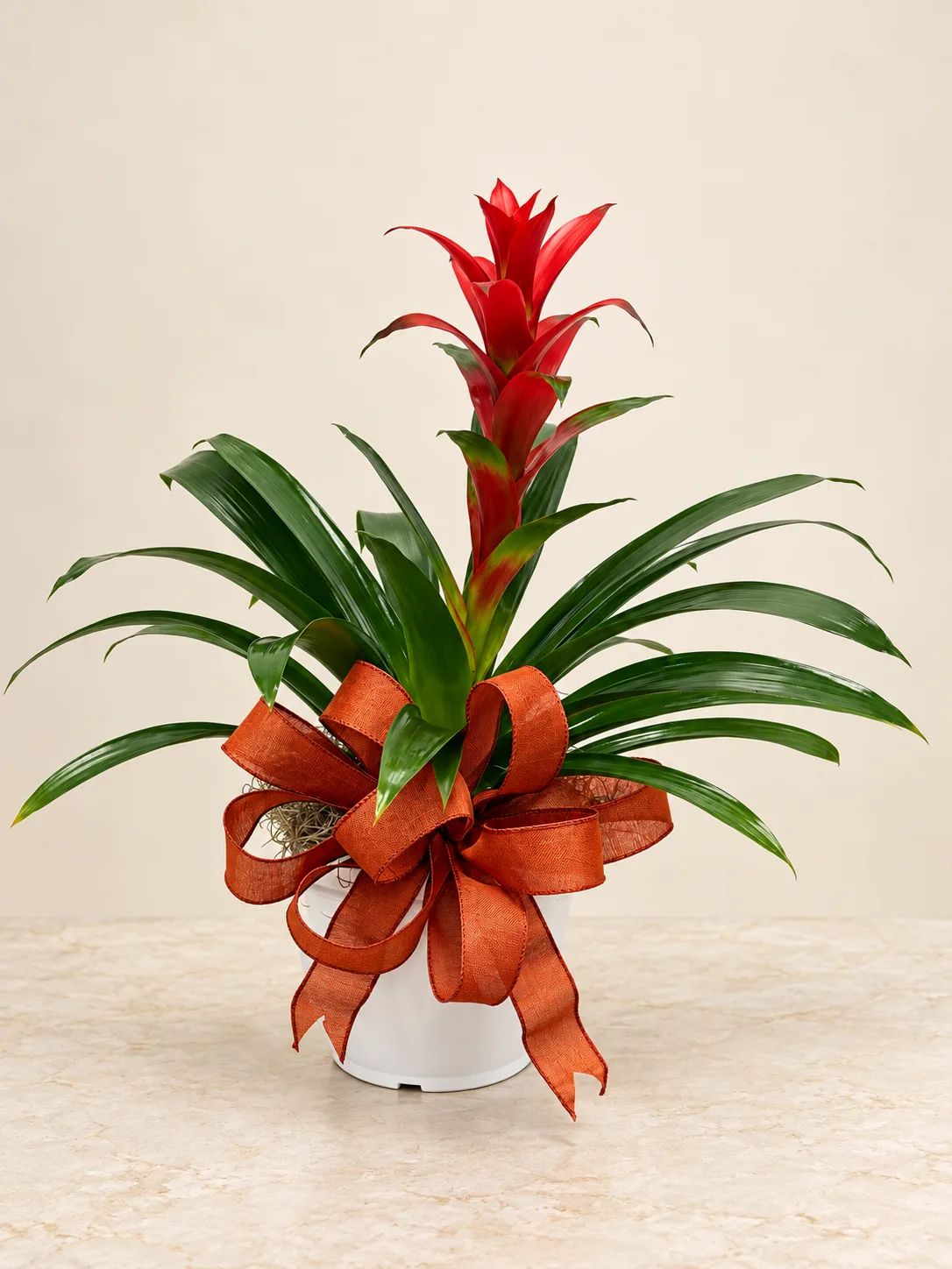 Tropical Bromeliad Plant