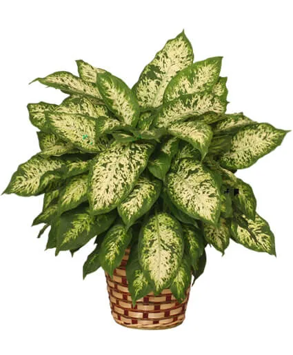 Dumb Cane Plant Dumb Cane Plant