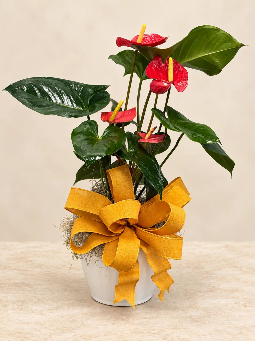 Pretty Anthurium Plant