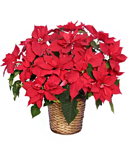 Radiant Poinsettia Blooming Plant Radiant Poinsettia Blooming Plant