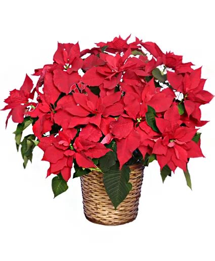 Radiant Poinsettia Blooming Plant