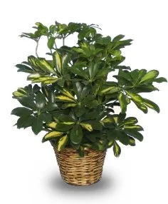Variegated Dwarf Schefflera Brassia arboricola variegata Variegated Dwarf Schefflera Brassia arboricola variegata