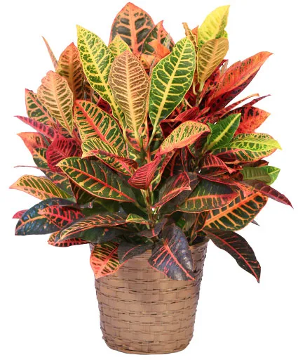 Large Croton House Plant Large Croton House Plant