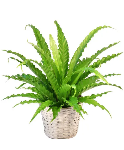 Bird's Nest Fern House Plant Bird's Nest Fern House Plant