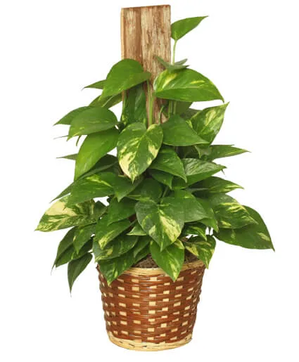 GOLDEN POTHOS PLANT Scindaspus aureus GOLDEN POTHOS PLANT Scindaspus aureus
