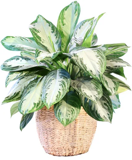 Large Chinese Evergreen House Plant Large Chinese Evergreen House Plant