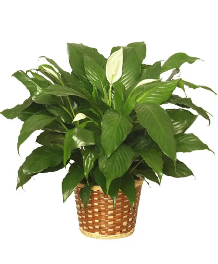 Peace Lily Plant Peace Lily Plant