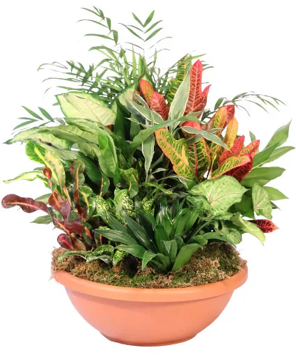 Majestic Garden Dish Garden Majestic Garden Dish Garden