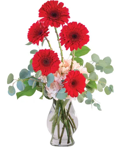 Crimson Gerberas Floral Design Crimson Gerberas Floral Design