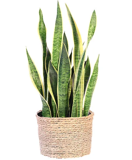 Snake Plant House Plant Snake Plant House Plant