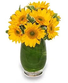 GIRASOLES HERMOSOS Florero GIRASOLES HERMOSOS Florero