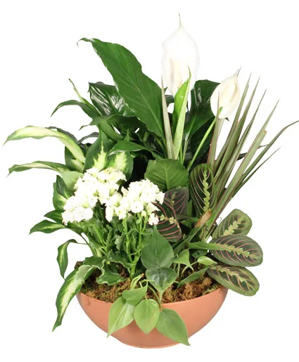 Blooming Dish Garden Green & Blooming Plants Blooming Dish Garden Green & Blooming Plants