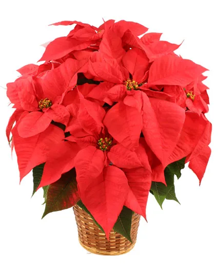 Vibrant Red Poinsettia Flowering Plant Vibrant Red Poinsettia Flowering Plant