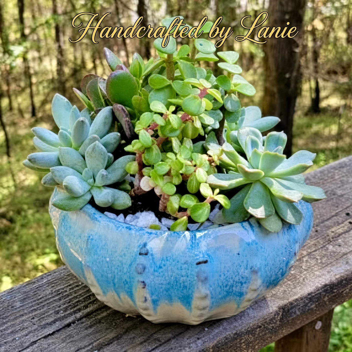 True Blue Succulent Dish Garden True Blue Succulent Dish Garden