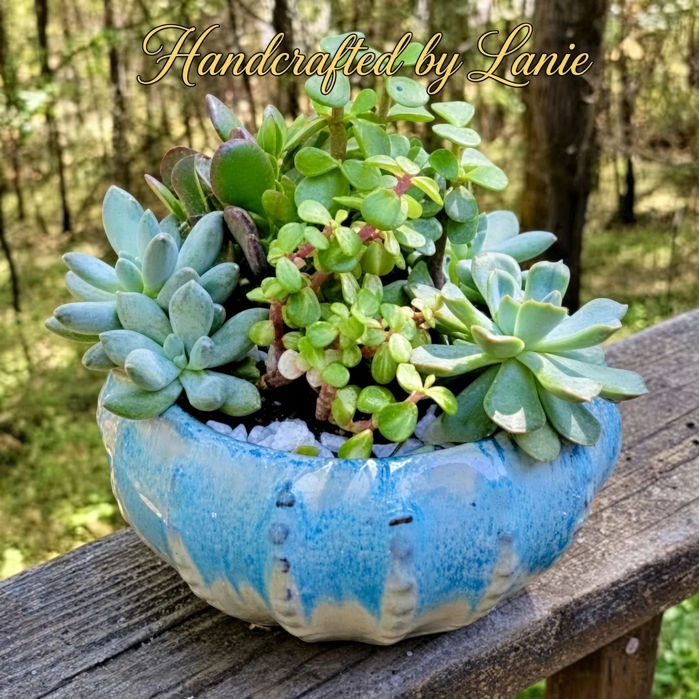 True Blue Succulent Dish Garden