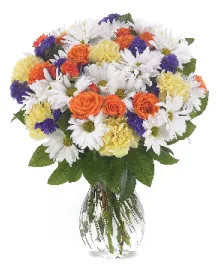 Daisy Delight Everday Daisy Delight Everday