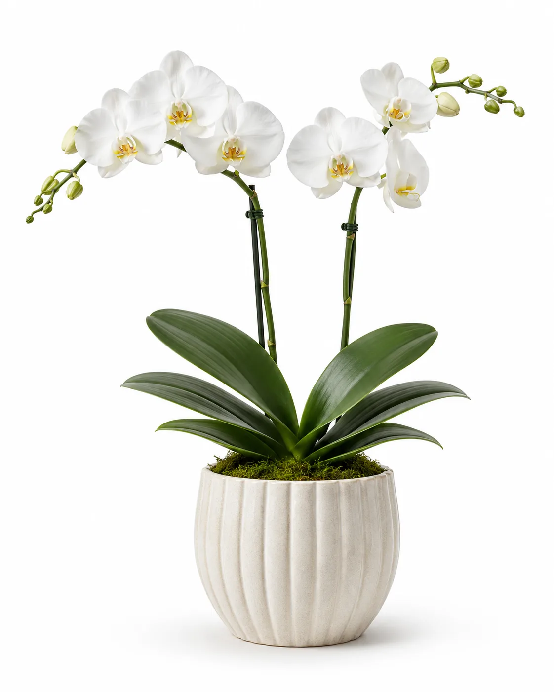 Orchid Elegance Orchid Elegance