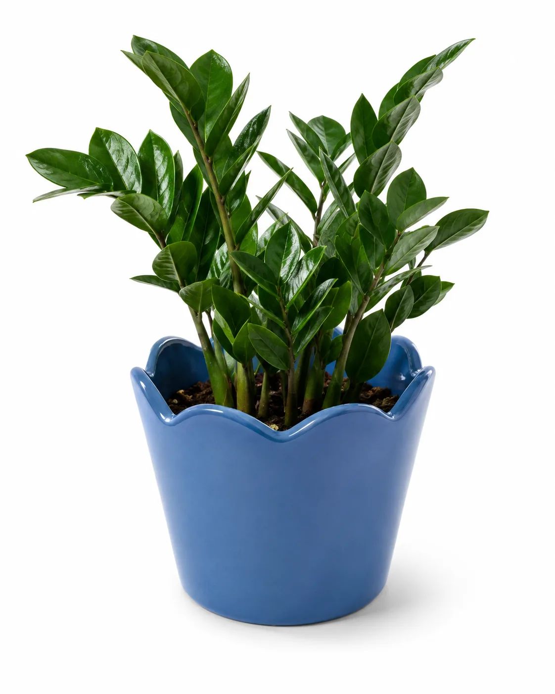Ever Green