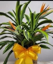 Lemon Lime Pop Plant