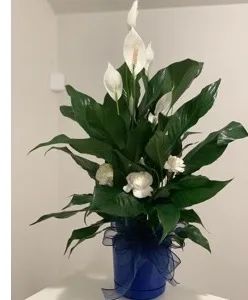 Lily Plant