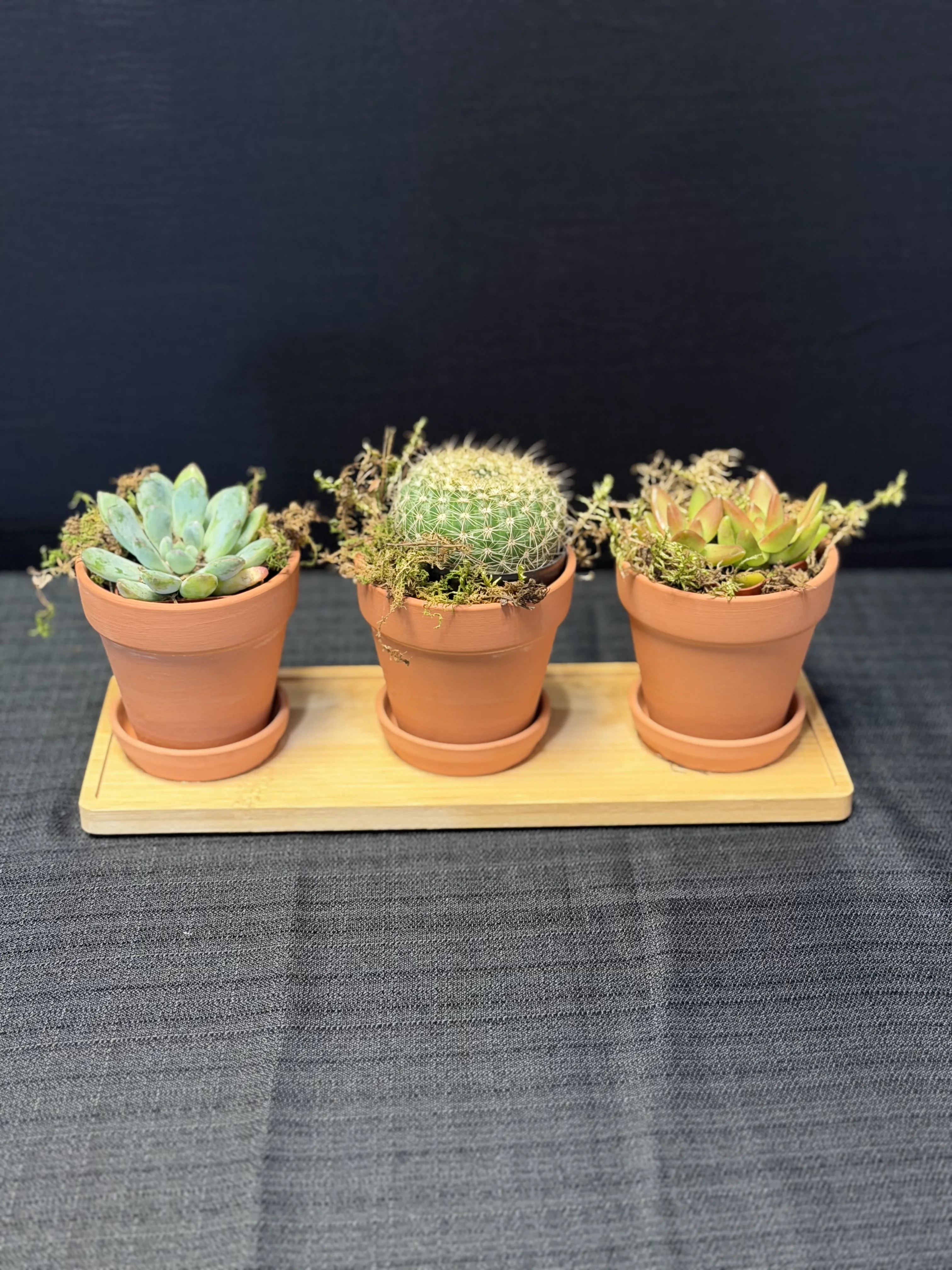 Succulent Flight Succulent Flight