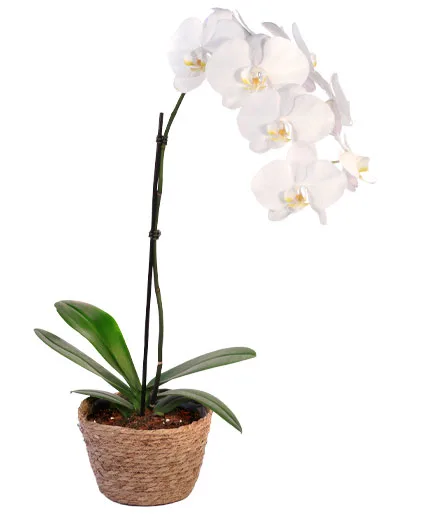 Orchid Plant House Plant Orchid Plant House Plant