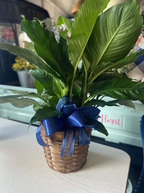 Peace Lily Peace Lily
