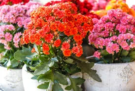 Flowering Plant Flowering Plant