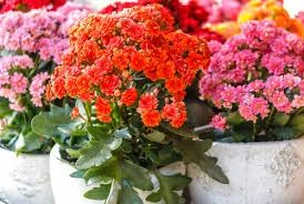 Flowering Plant