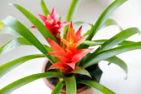 Flowering Plant Flowering Plant