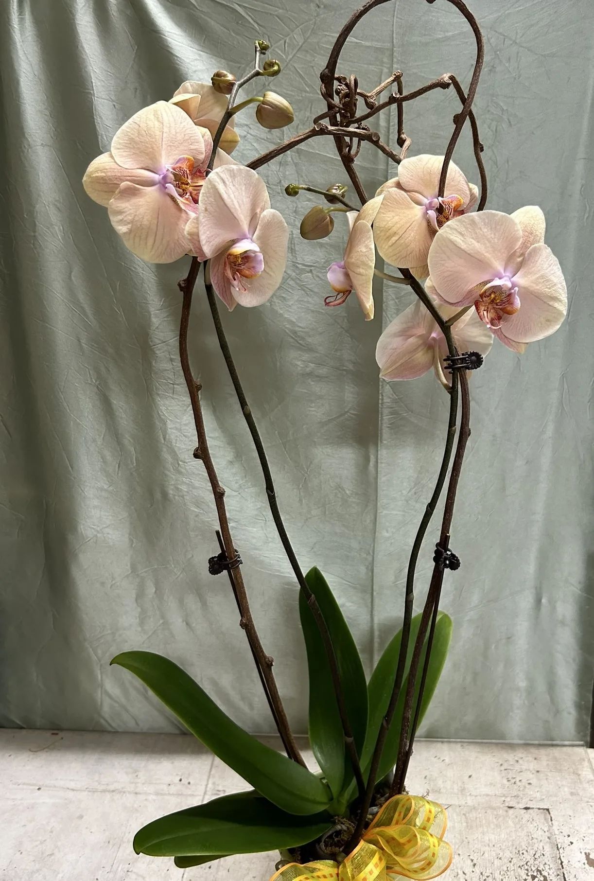 Orchid Plant
