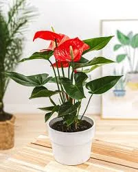 Flowering Plant Flowering Plant
