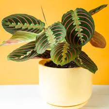 House Plant House Plant