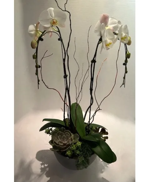 Orchid & Succulent Garden Floral Arrangement Orchid & Succulent Garden Floral Arrangement