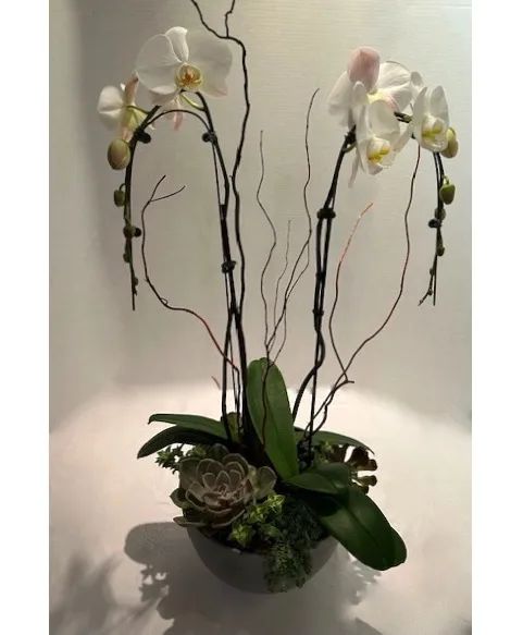 Orchid & Succulent Garden Floral Arrangement