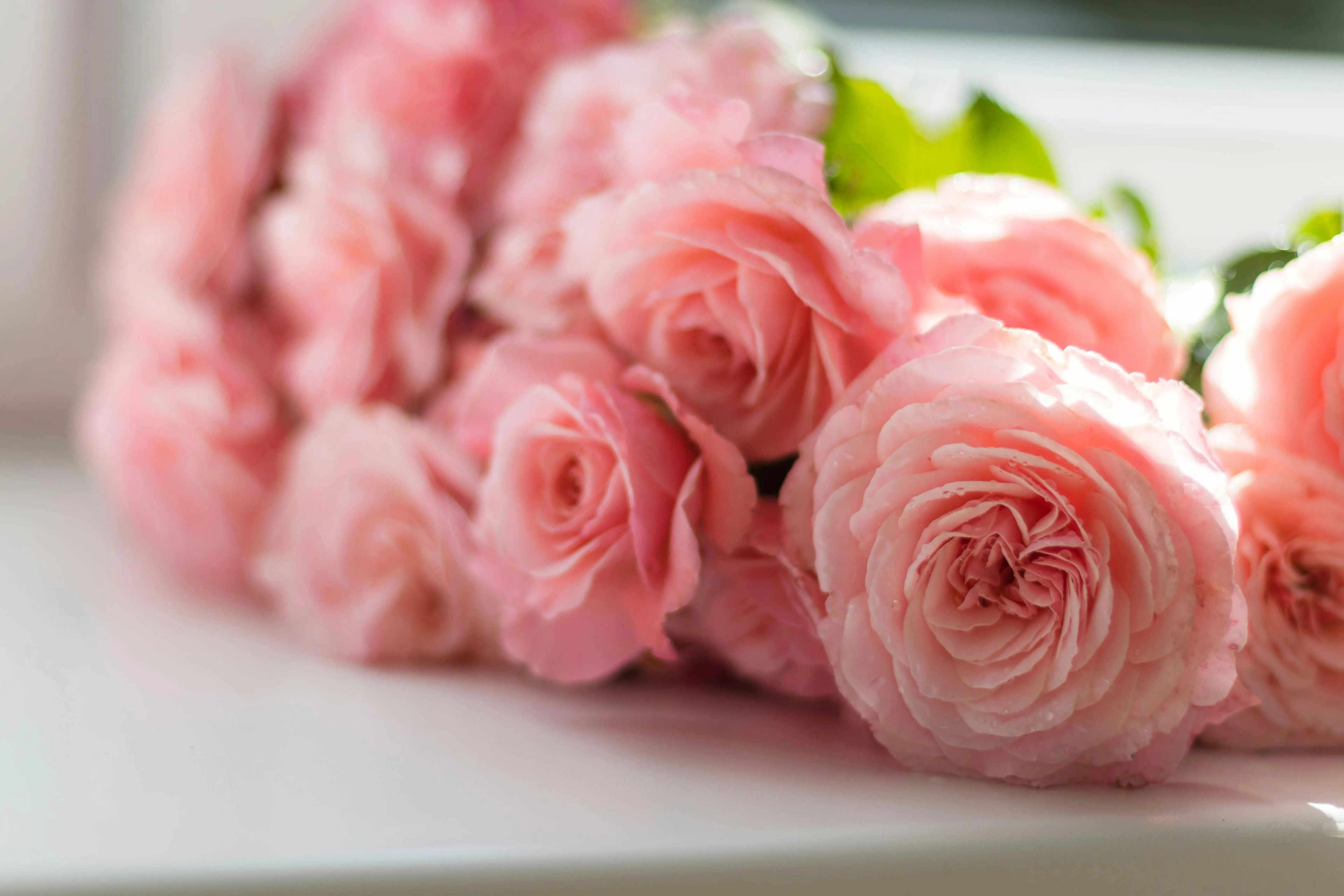 Featured flowers