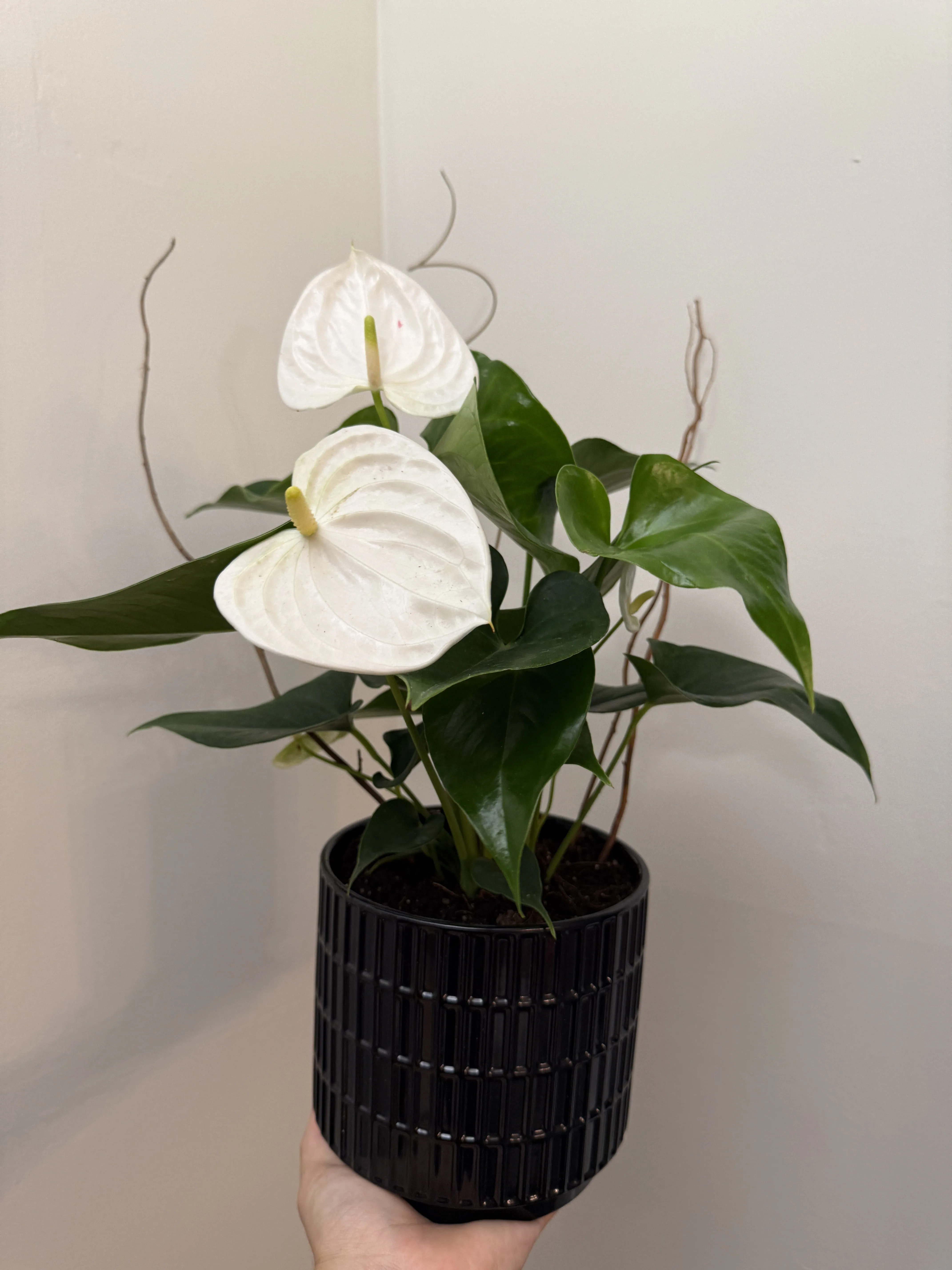 Essential Anthurium Essential Anthurium