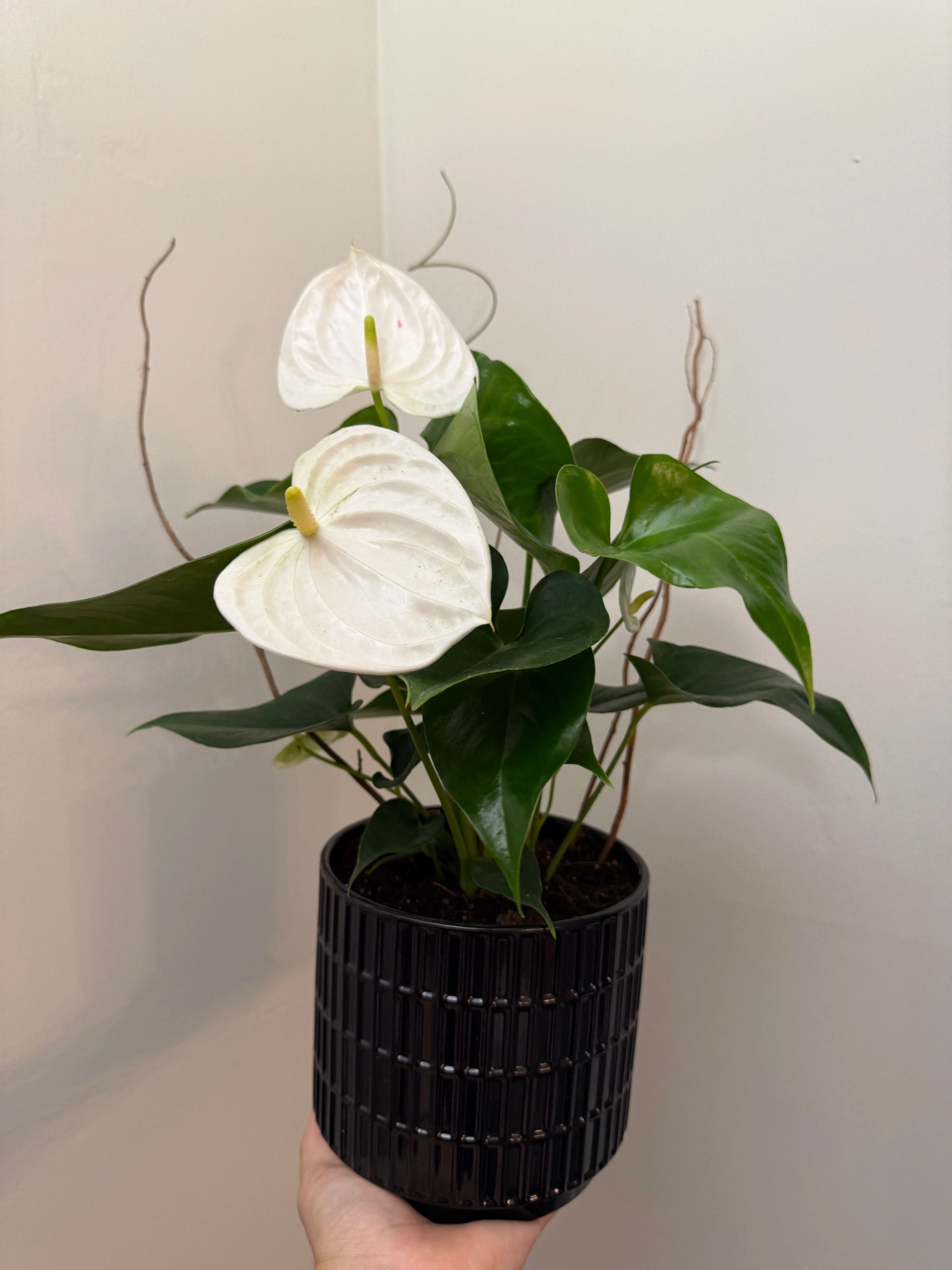 Essential Anthurium