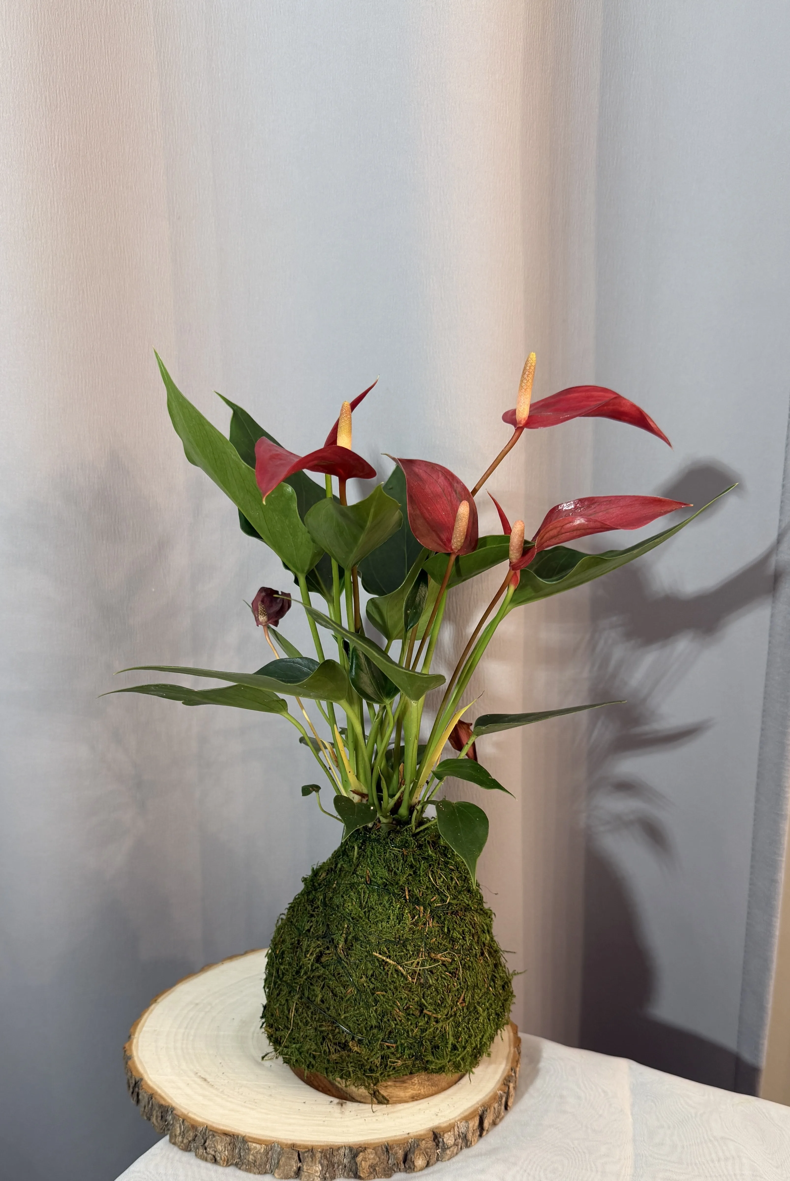 Long lasting Anthurium Kokedama Long lasting Anthurium Kokedama