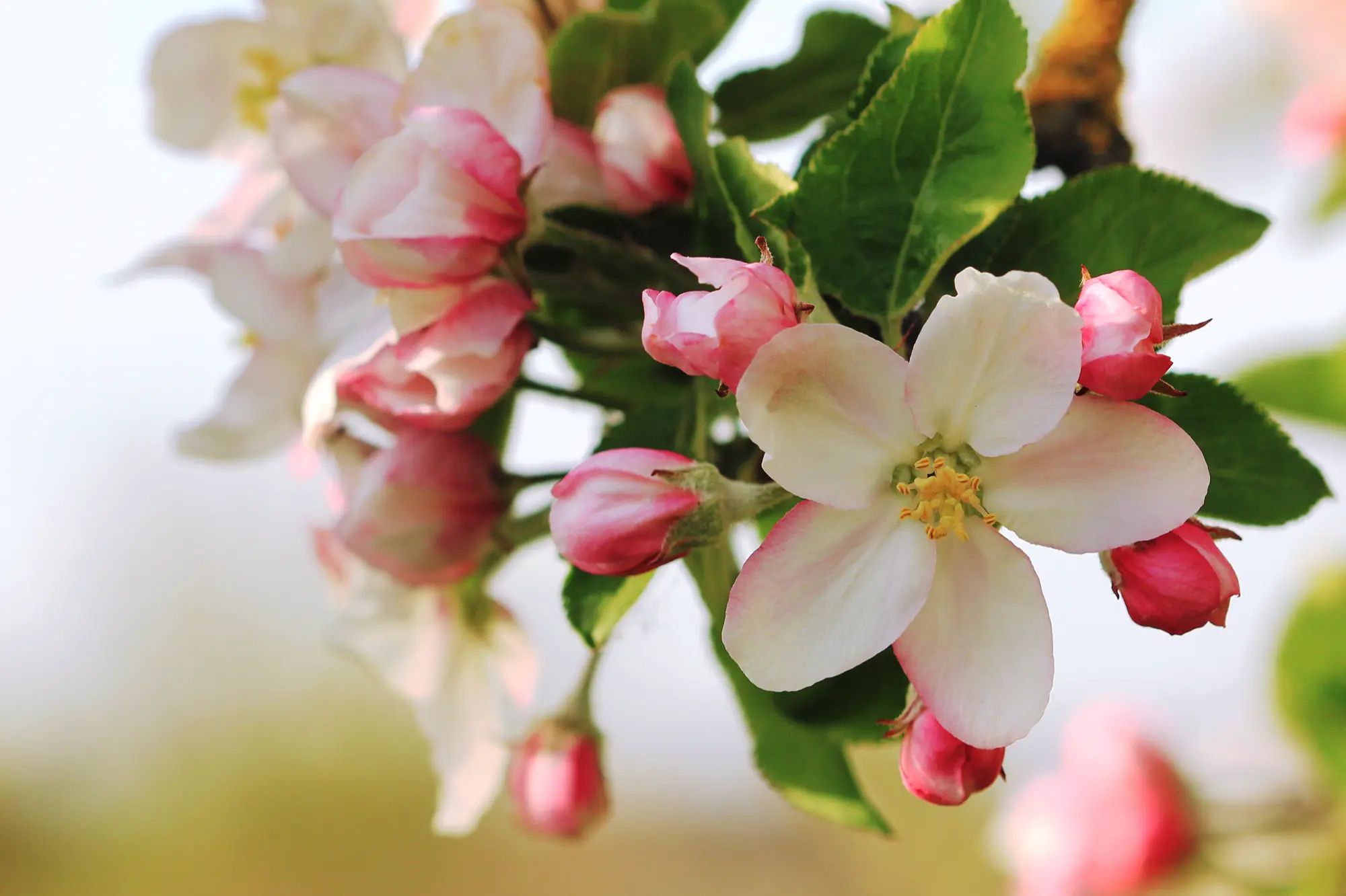 Featured flowers